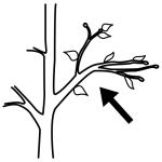 Arasaac 150-74ccd6fbd3dc14247a66fba5d4098289