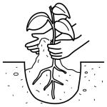 Arasaac 150-ffe43e127a263fe747bd492a0e46b0ff