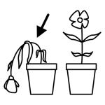 Arasaac 150-c74d18fcd6900001397cbc75781e5d9a