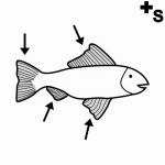 Arasaac 150-8d0fe7a0df7aed90af92bc3cde4a06bb