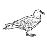 Arasaac 150-efe74b24058c6db37d9b07f1c63f6b53