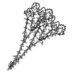 Arasaac 150-2d9ec5d1568a94784a4286ffd691b8dd