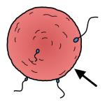 Arasaac 150-2d84b77df8e850ff00d56d90799095b3