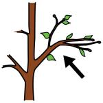 Arasaac 150-74ccd6fbd3dc14247a66fba5d4098289