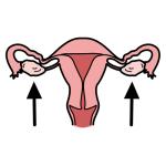 Arasaac 150-d415f9bb1694f34e60cc6e2360f70f63