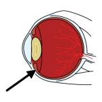 Arasaac 150-d483a6002f0361d682d9d444b66cac5f