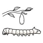 Arasaac 150-e8b260be06f5120d258ce1740f215119