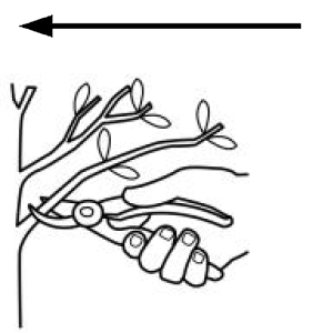 Arasaac 150-8206ad37685b839d1824714eab0601dd